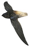 Short-tailed Swift Illustration