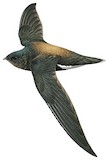 Brown-backed Needletail Illustration