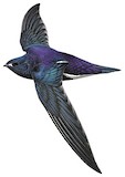 Purple Needletail Illustration