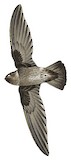 Pygmy Swiftlet Illustration