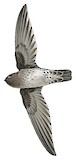 Cave Swiftlet Illustration