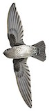 Plume-toed Swiftlet Illustration