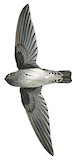 Glossy Swiftlet Illustration