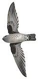 Grey-rumped Swiftlet Illustration