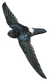 Satin Swiftlet Illustration