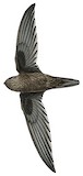 Giant Swiftlet Illustration