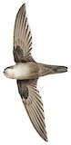 Three-toed Swiftlet Illustration