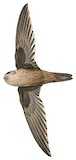 Whitehead's Swiftlet Illustration