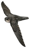 Bare-legged Swiftlet Illustration