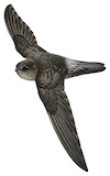 Mayr's Swiftlet Illustration