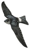 Seram Swiftlet Illustration