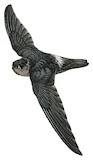 Sulawesi Swiftlet Illustration