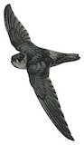 Halmahera Swiftlet Illustration