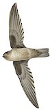 Mountain Swiftlet Illustration