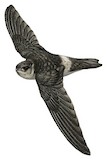 Australian Swiftlet Illustration