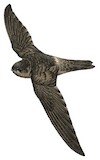 Volcano Swiftlet Illustration