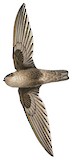 Black-nest Swiftlet Illustration