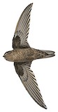 Ameline Swiftlet Illustration