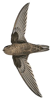 Ameline Swiftlet