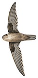 Uniform Swiftlet Illustration