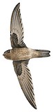 Atiu Swiftlet Illustration