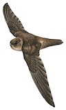 Tahiti Swiftlet Illustration