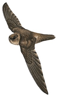 Polynesian Swiftlet