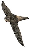 Marquesan Swiftlet Illustration