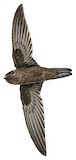 Island Swiftlet Illustration