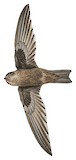 Palau Swiftlet Illustration