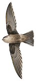 Mariana Swiftlet Illustration