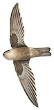 Edible-nest Swiftlet Illustration