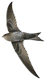 Dark-rumped Swift Illustration