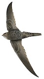 Salim Ali's Swift Illustration