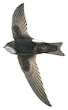 House Swift Illustration