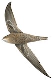 Bradfield's Swift Illustration