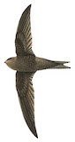 Plain Swift Illustration