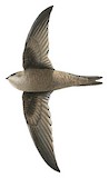 Cape Verde Swift Illustration