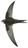 Common Swift Illustration