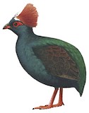 Crested Partridge Illustration