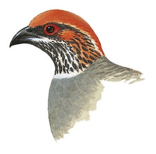 Arborophila torqueola griseata