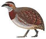 Sichuan Partridge Illustration