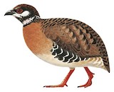 Roll's Partridge Illustration