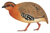 Red-breasted Partridge Illustration