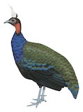 Congo Peafowl Illustration