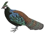 Palawan Peacock-Pheasant Illustration