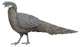 Grey Peacock-Pheasant Illustration