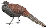 Mountain Peacock-Pheasant Illustration