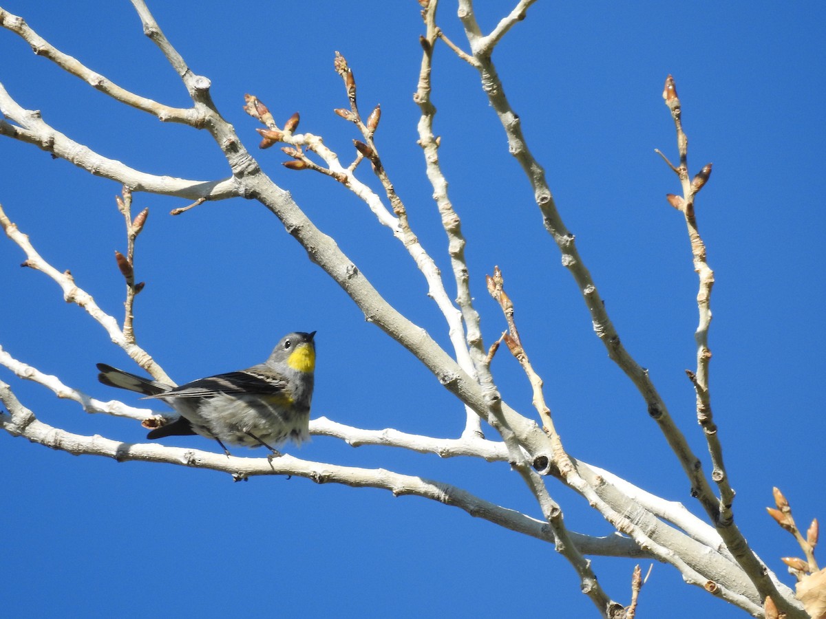 Yellow-rumped Warbler (Audubon's) - ML153393791