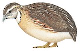 Common Quail Illustration